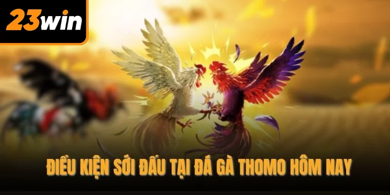 Điều kiện sới đấu tại đá gà thomo hôm nay Điều kiện sới đấu tại đá gà thomo hôm nay