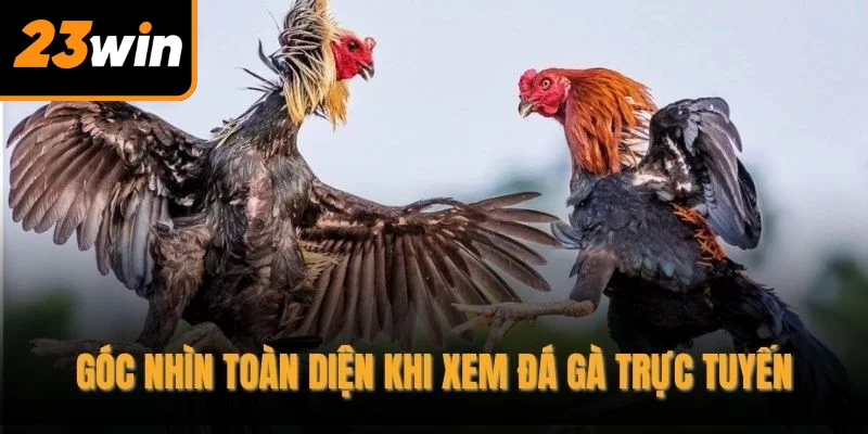 Góc nhìn toàn diện khi xem đá gà trực tuyến
