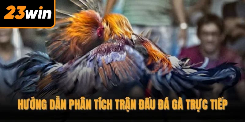 Hướng dẫn phân tích trận đấu đá gà trực tiếp