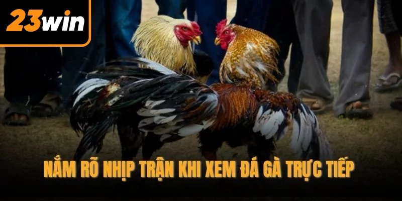 Nắm rõ nhịp trận khi xem đá gà trực tiếp 