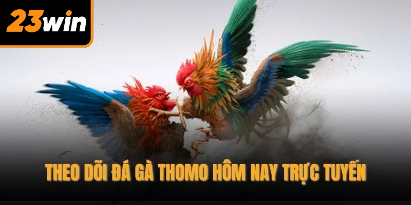 Theo dõi đá gà thomo hôm nay trực tuyến Theo dõi đá gà thomo hôm nay trực tuyến
