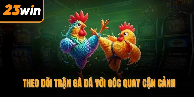 Theo dõi trận gà đá với góc quay cận cảnh Theo dõi trận gà đá với góc quay cận cảnh