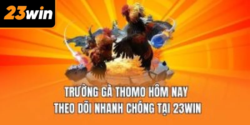 trường gà thomo hôm nay
