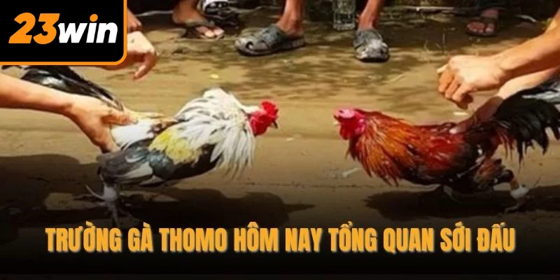 Trường gà thomo hôm nay tổng quan sới đấu Trường gà thomo hôm nay tổng quan sới đấu