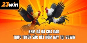 Xem gà đá cựa dao