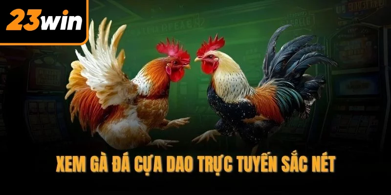 Xem gà đá cựa dao trực tuyến sắc nét Xem gà đá cựa dao trực tuyến sắc nét